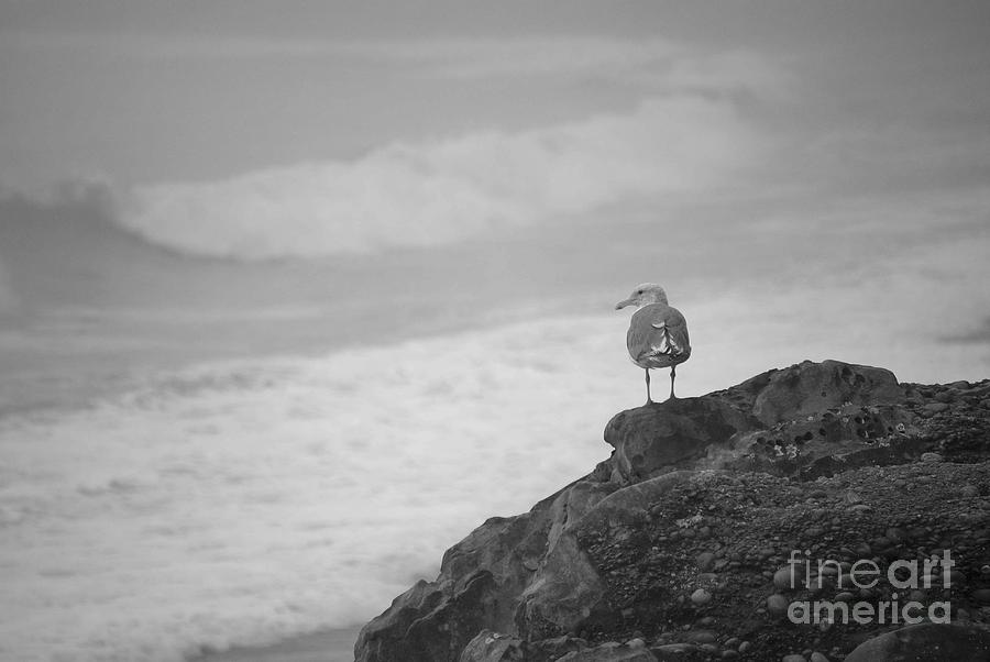 Seagulls Photograph - The Lone Gull by Jeni Gray Seagulls Photograph - The Lone Gull by Jeni Gray