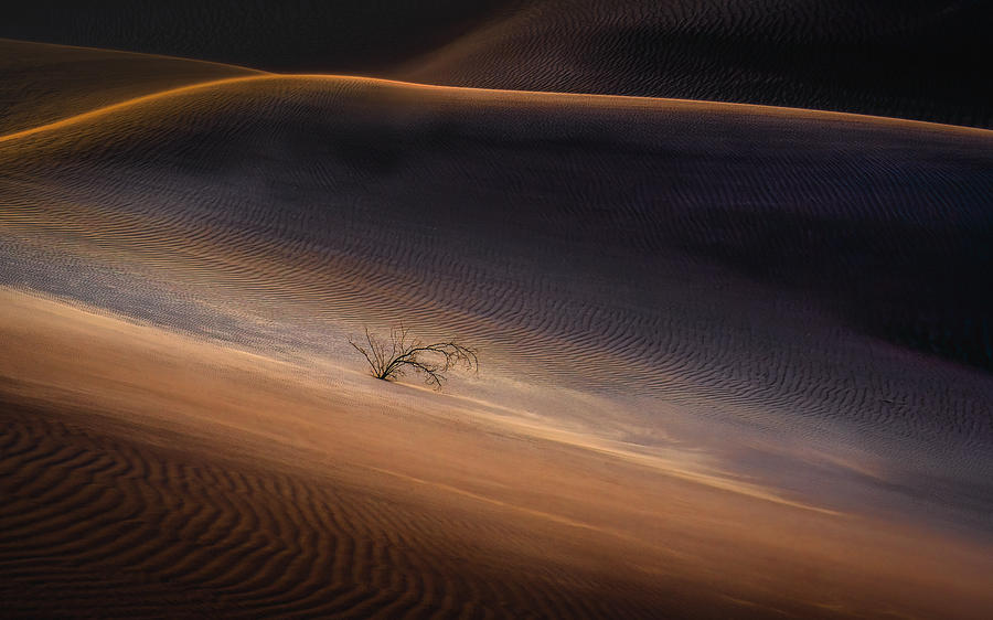 The Lone Plant In The Desert Photograph by Catherine Lu