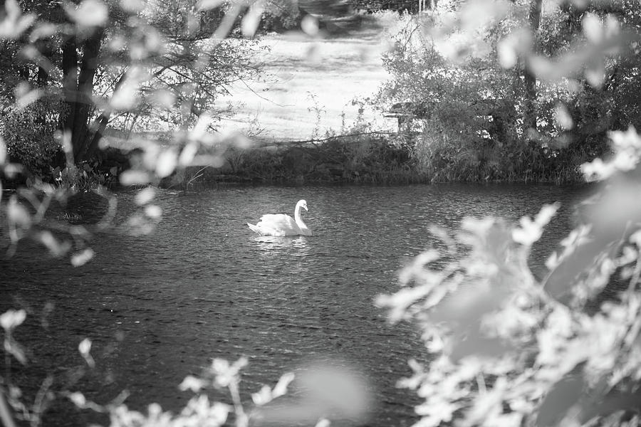 The Lone Swan 1 Photograph by Brian Hale