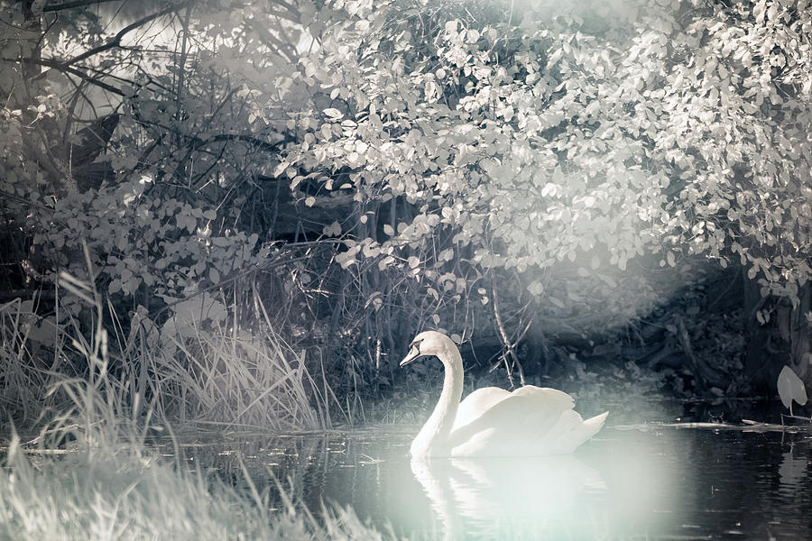 The Lone Swan 2 Photograph by Brian Hale