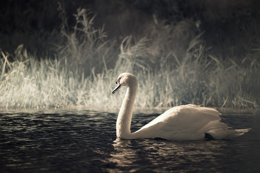 The Lone Swan 3 Photograph by Brian Hale
