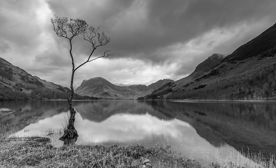 Tree Photograph - The Lone Tree At Buttermere On A Nice by Damian Harrison