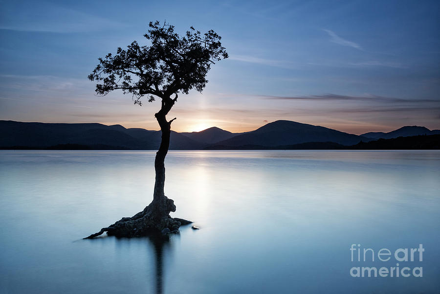 The Lone Tree at Milarrochy Photograph by Richard Burdon