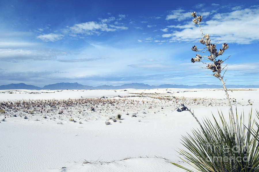 The Lone Yucca Photograph by Leslie M Browning