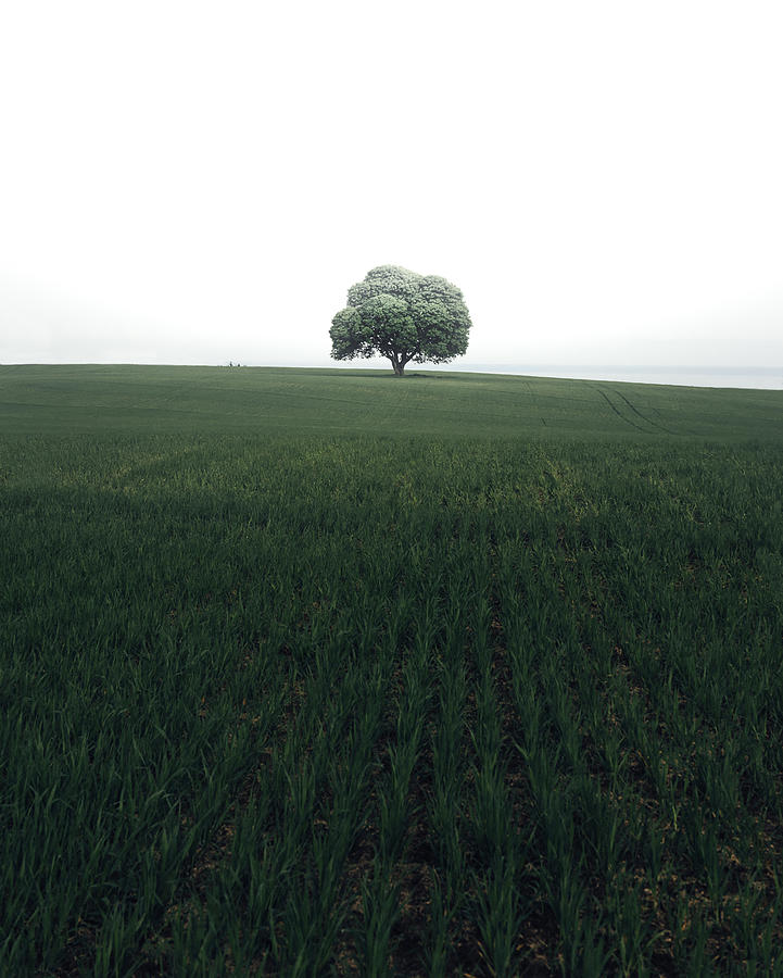 Summer Photograph - The Lonely Oak Tree by Christian Lindsten