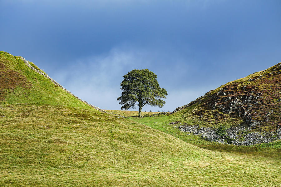 The Lonely Tree From Sycamore Gap In England Seen On A Sunny Day. Photograph