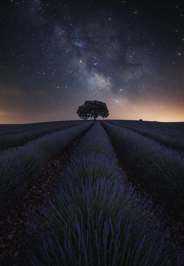 The Lonely Tree Photograph by Jorge Ruiz Dueso