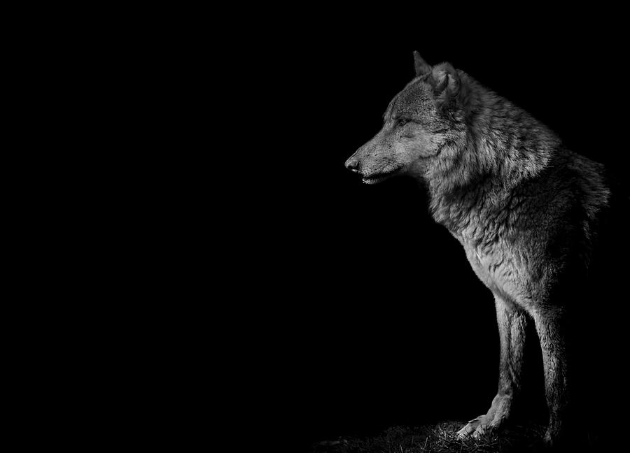 Wolves Photograph - The loner by Paul Neville
