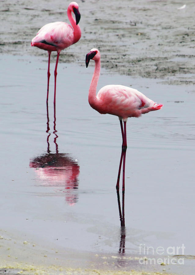 The Longest Legs Photograph by Jennie MacDonald - Fine Art America