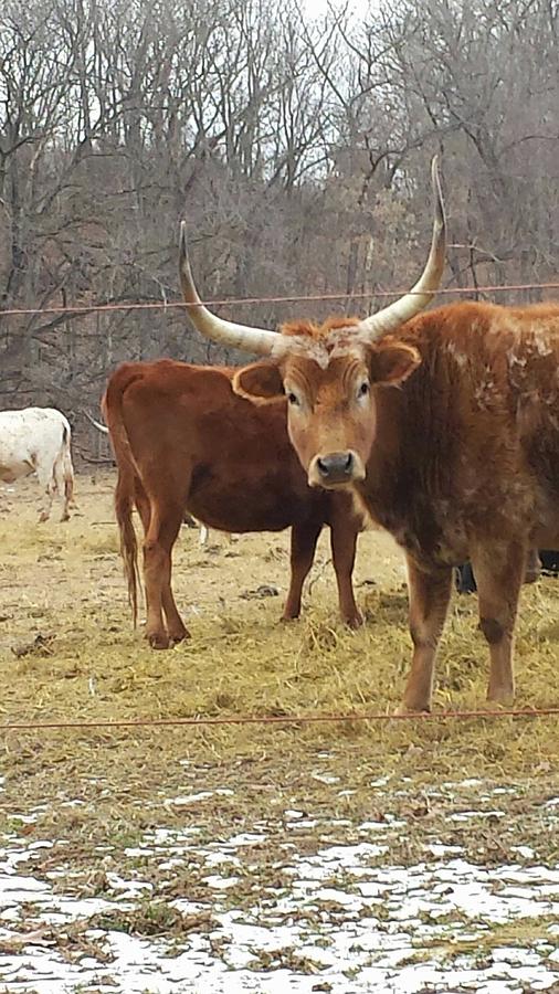 The longhorn Photograph by Kathleen Gray - Pixels