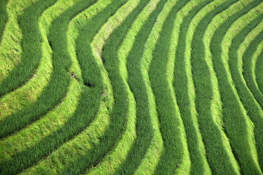 The Longsheng Rice Terraces Photograph by Sebastien