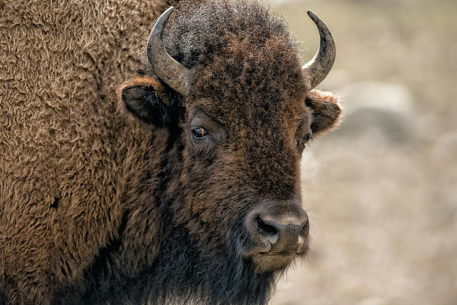 The Look Photograph by Lorraine Logan | Fine Art America