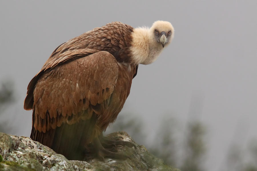 Vulture Photograph - The Look Of The Hunchback by Nicols Merino