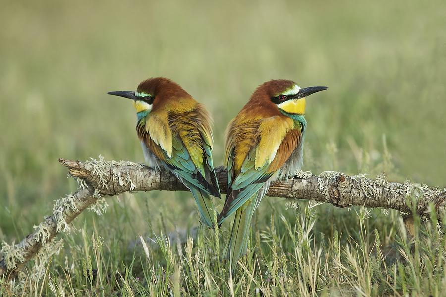 Bee Eater Photograph - The Look-outs by Ray Cooper Bee Eater Photograph - The Look-outs by Ray Cooper