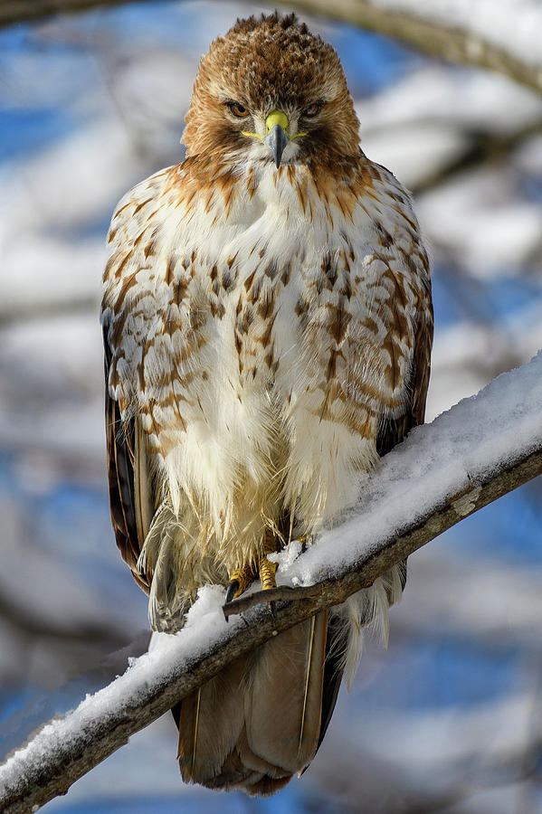 The Look, Red Tailed Hawk 1 Photograph by Michael Hubley