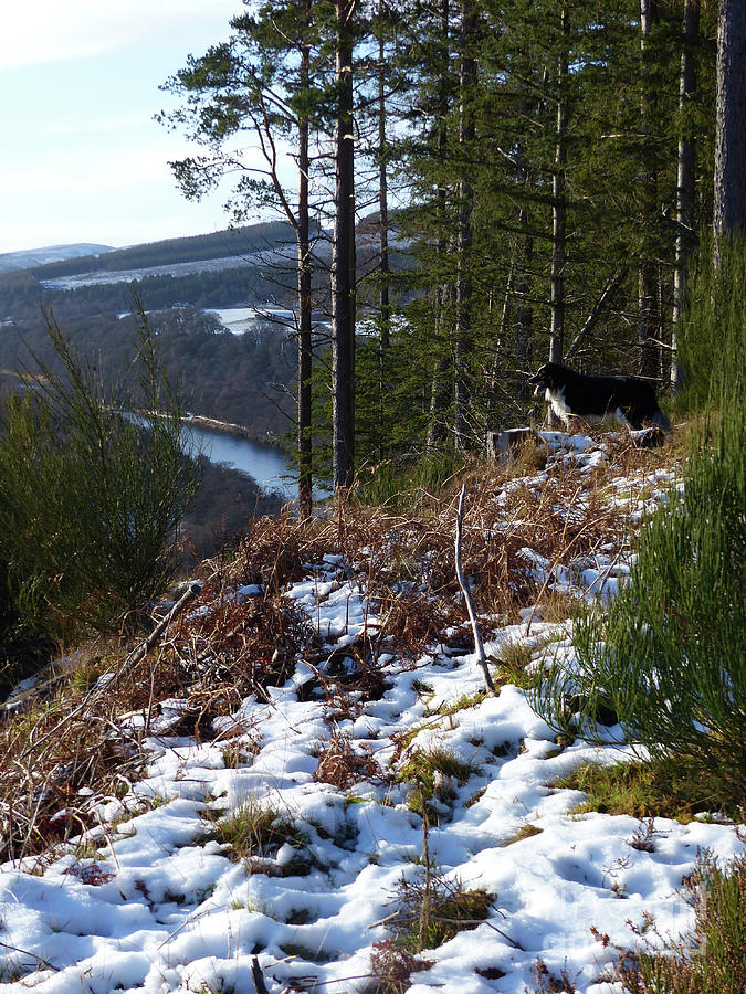 River Spey Lookout in Winter Photograph by Phil Banks