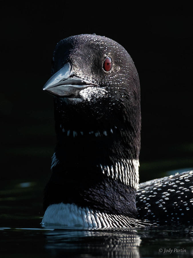 The Loon  Photograph by Jody Partin