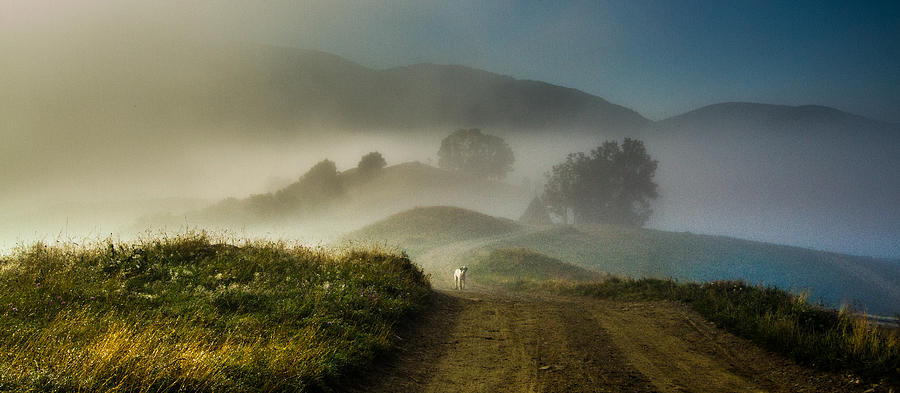 The Lost Dog Photograph by Razvan Lazarescu