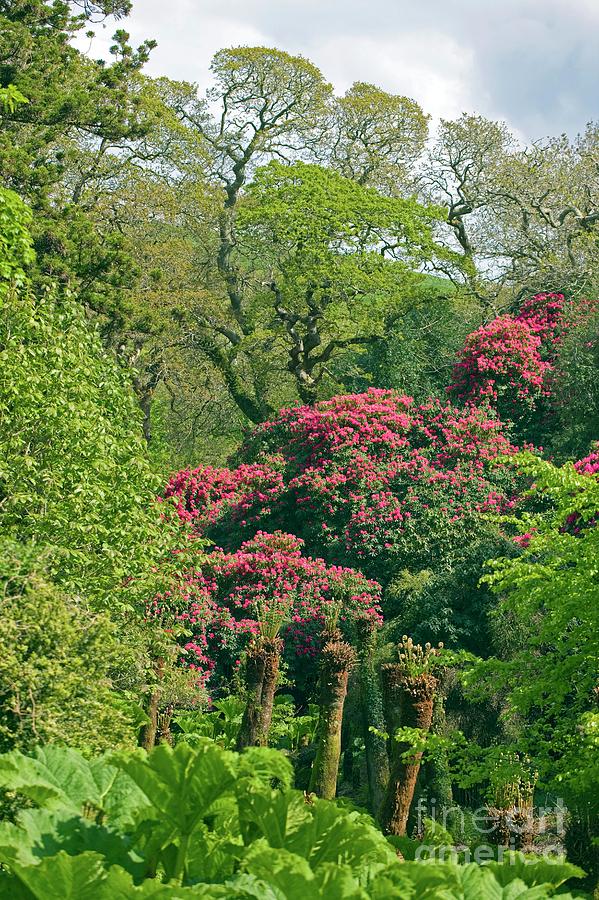 The Lost Gardens Of Heligan Photograph by Dr Keith Wheeler/science Photo Library
