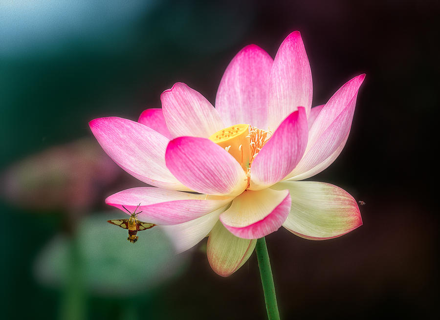 The Lotus Photograph by Ling Lu