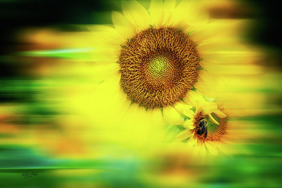 Flower Photograph - The Love of Sunflowers by Robert Mullen