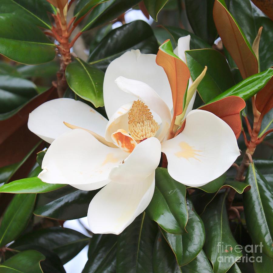 Magnolia Movie Photograph - The Loveliest Magnolia by Carol Groenen