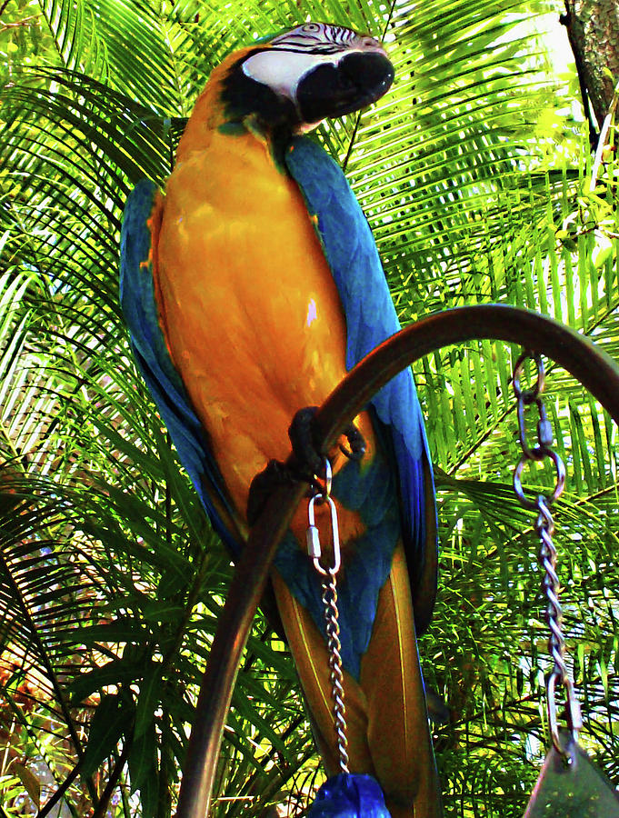 Bird Photograph - The Macaw Parrott by M Three Photos