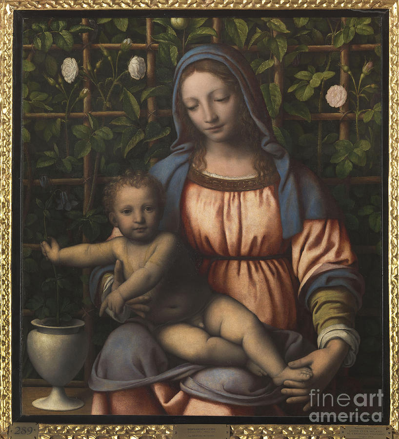The Madonna Of The Rose Garden Madonna Drawing by Heritage Images