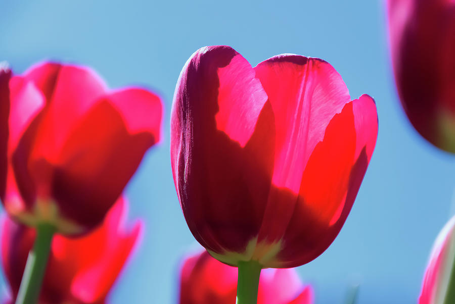 Tulip Photograph - The Magenta Tulip by Anthony Paladino