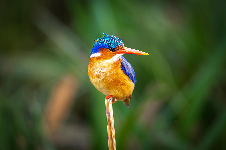 The Magnificent Malachite Kingfisher Photograph by Jeffrey C. Sink ...