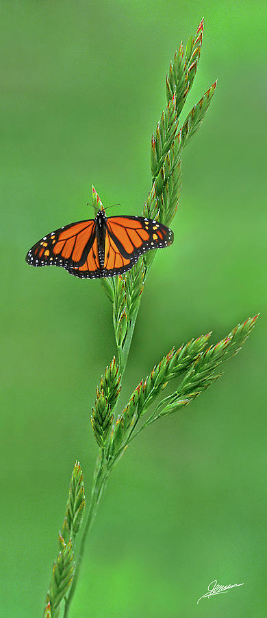 The Magnificent Monarch Photograph by Phil Jensen