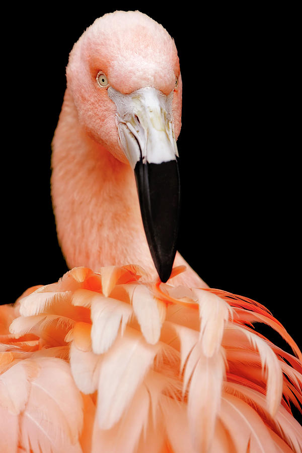 The Magnificent Pink Flamingo - Bird Portrait  Photograph by Jason Politte