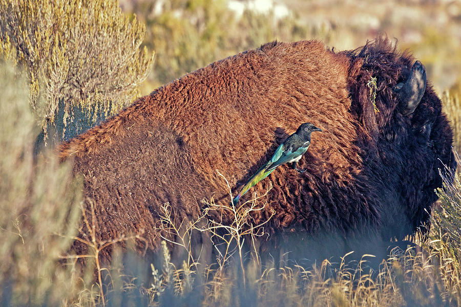 Bison Photograph - The Magpie and The Bison by Joan Escala-Usarralde