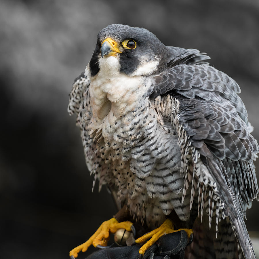 Falcon Photograph - The Majestic Peregrine Falcon by Patrick Dessureault