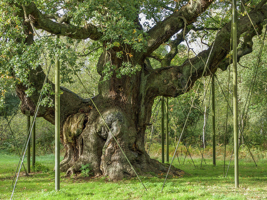 The Major Oak Of Sherwood Forest In Dappled Light Photograph By Sallye Wilkinson Pixels