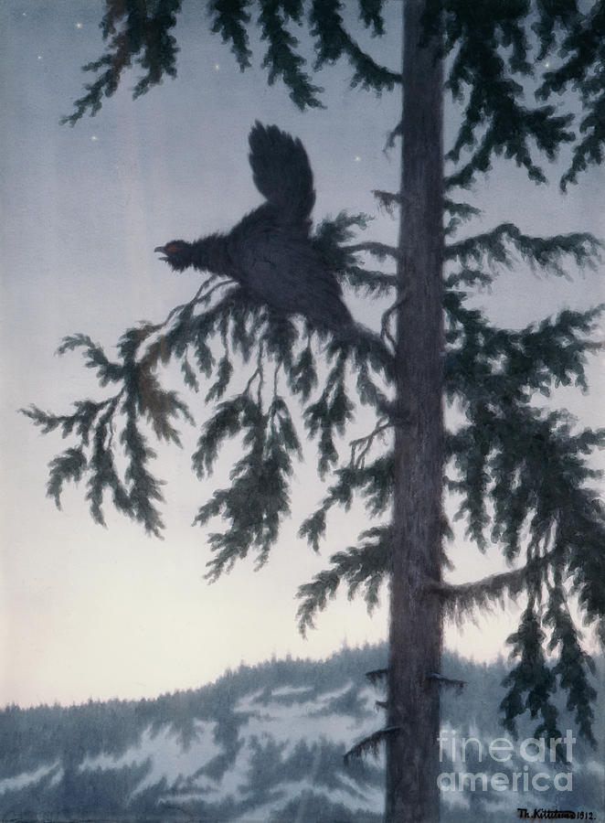 The male capercaillie plays Painting by O Vaering by Theodor Kittelsen
