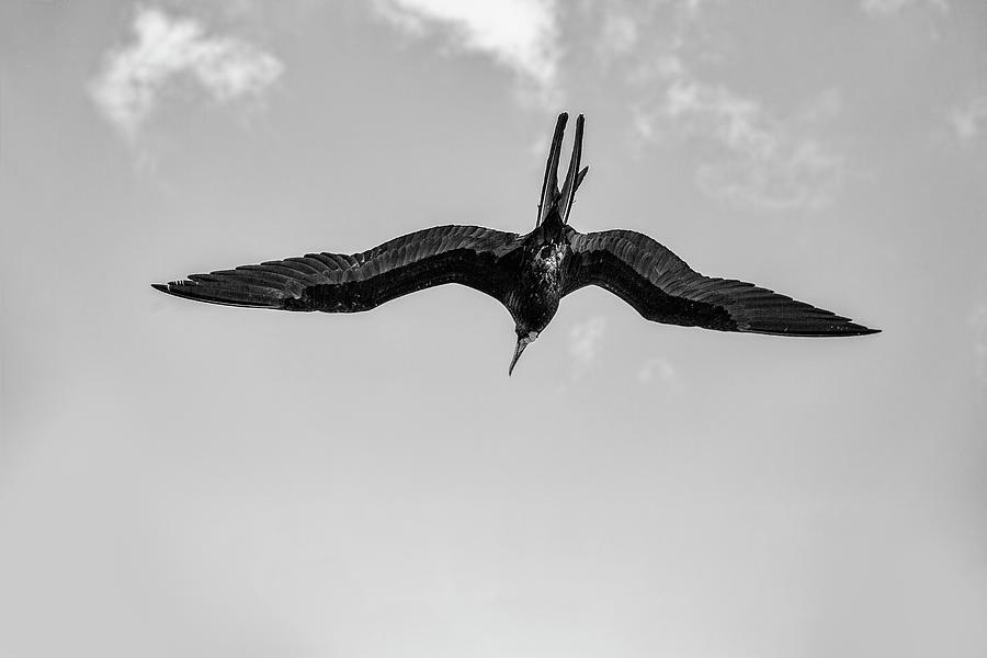 Black And White Photograph - The Male Magnificent Frigate Bird in Black and White by Kay Brewer