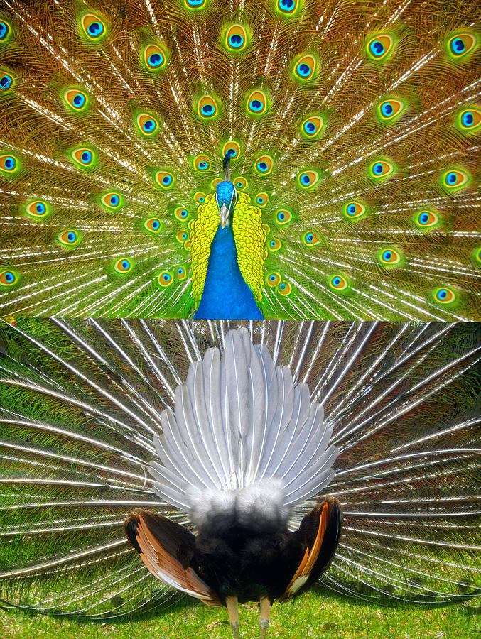 The male Peacocks feather display Photograph by David Lee Thompson