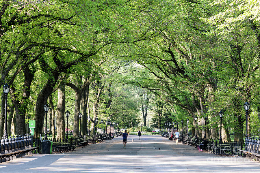 The Mall in spring, Central Park, New York, USA Photograph by Matteo Colombo
