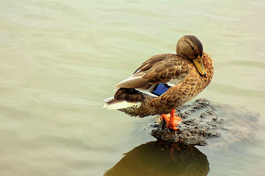 The Mallard Duck On A Rock Island Photograph