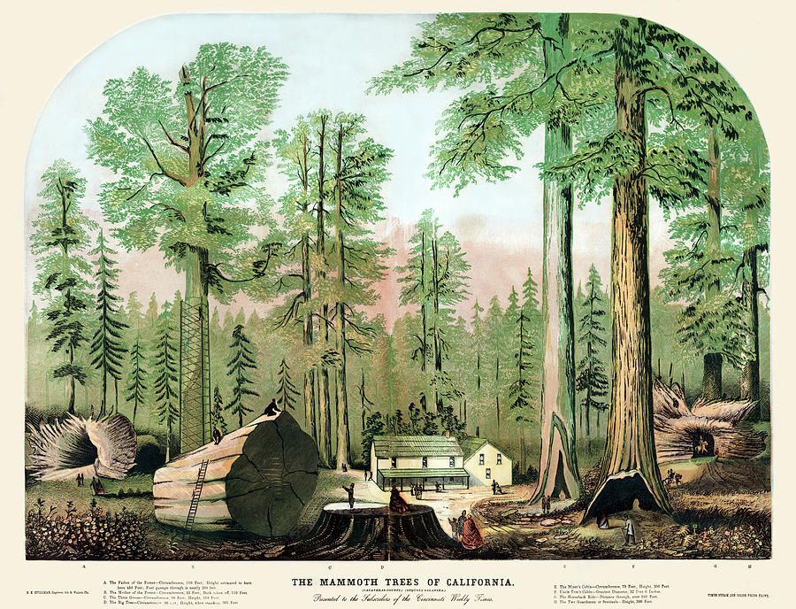 The mammoth trees of California Painting by G.K. Stillman