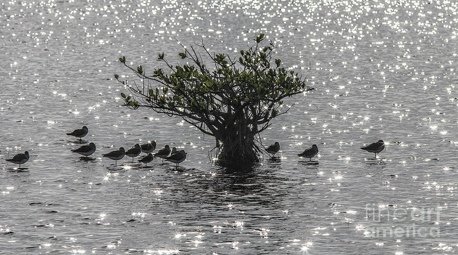 The Mangrove Photograph by Felix Lai
