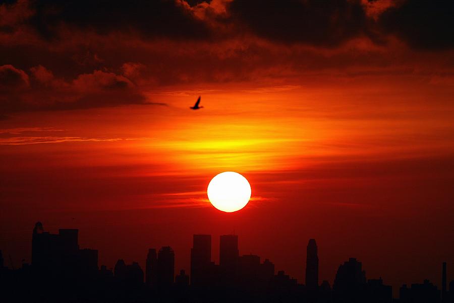 The Manhattan Skyline And A Lone Bird Photograph by New York Daily News Archive