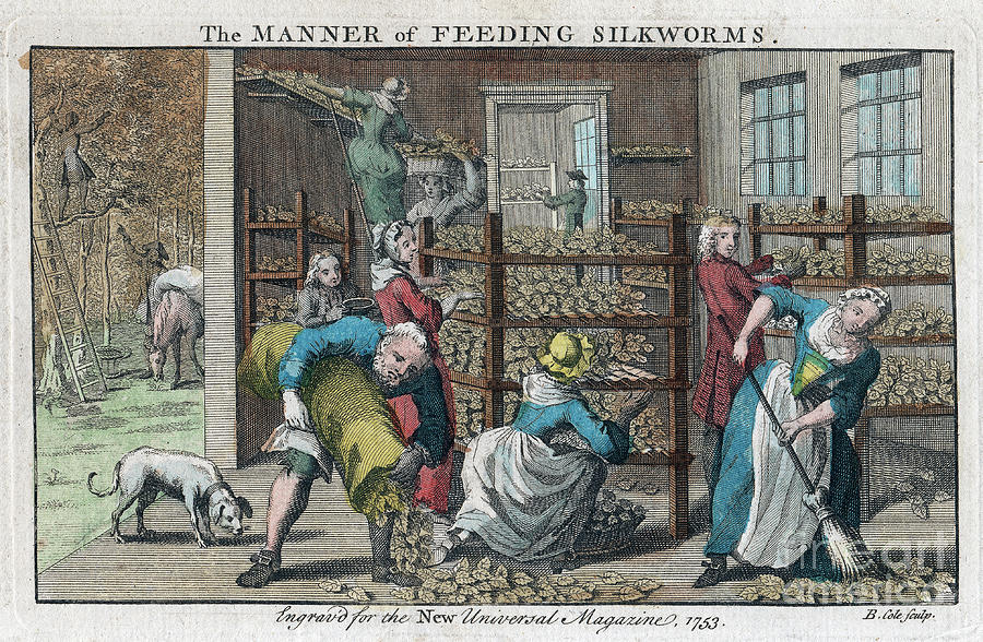 The Manner Of Feeding Silkworms, 1753 Drawing by Print Collector