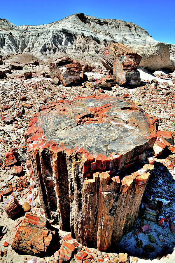 The Many Colors of Jasper Forest Petrified Wood Photograph by Ray Mathis