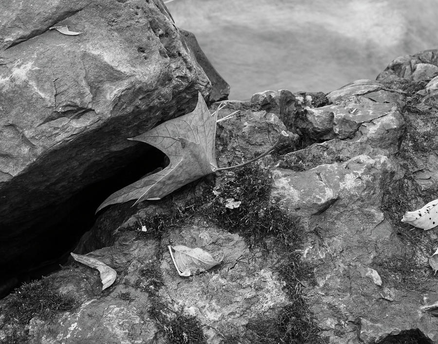 Nature Photograph - The Maple Leaf Between Rocks B&w by Anthony Paladino