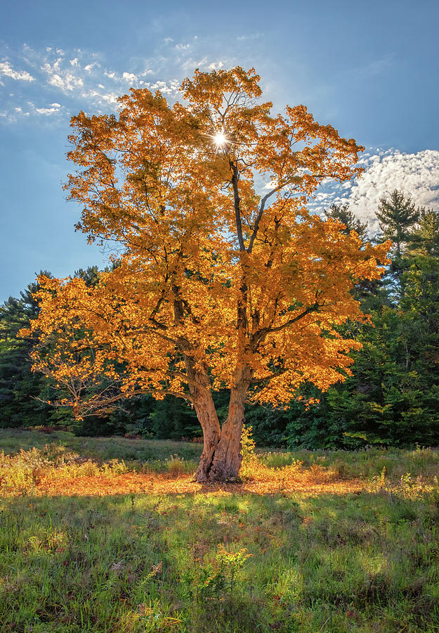The Maple Tree Photograph by Kristen Wilkinson