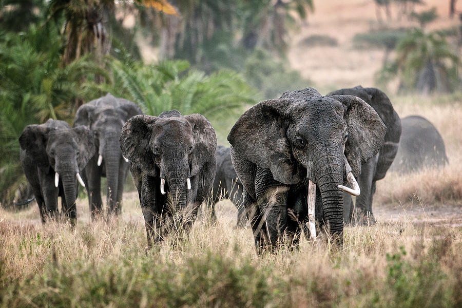 Nature Photograph - The March Of The Elephants by Giuseppe Damico