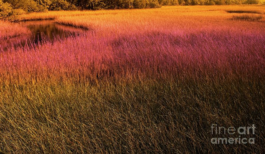 The Marsh Photograph by Bob Pardue