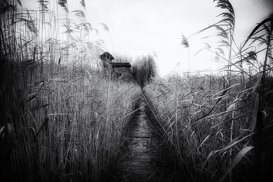 Fall Photograph - The Marsh House by Maryse Dardaillon